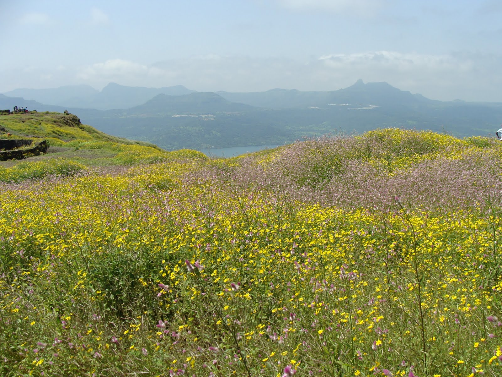 kaasplateau